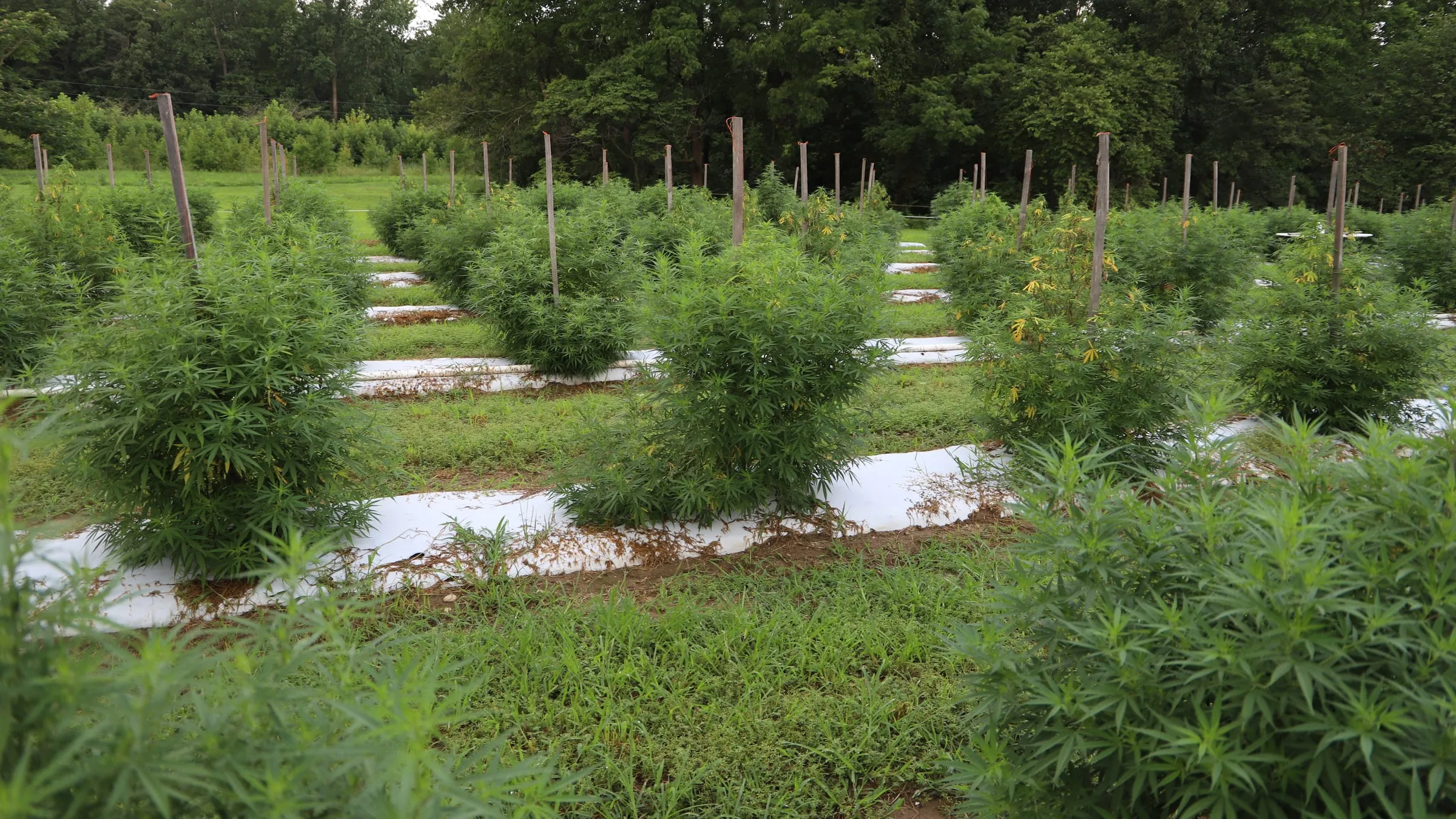 Maui CBD Co: A Plan for a Wellness Brand in a Regulated Category